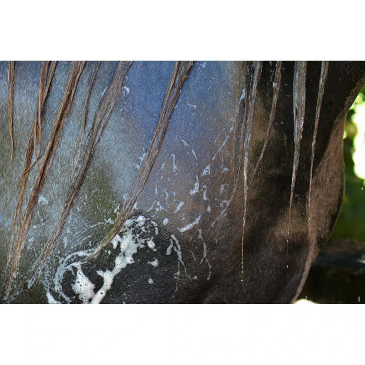 Ravene Easy Shine Shampoo Grey Overige - Afbeelding 2